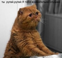 20+ умилительных котеек, размышляющих о разном и восхищающих хозяев и не только
