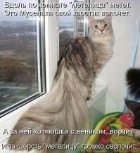 20+ умилительных котеек, размышляющих о разном и восхищающих хозяев и не только
