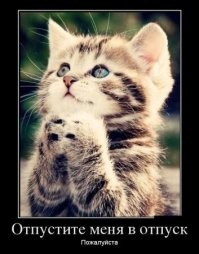 20+ умилительных котеек, размышляющих о разном и восхищающих хозяев и не только