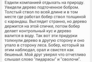 Девушка сняла обзор на бобра
