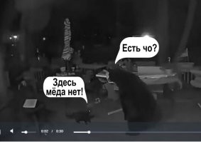 Кошки лучше любых сторожевых собак