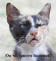 Хозяин не выдержал: мужчина отомстил своему коту за ранние подъемы