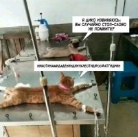 Как делают рентген кошкам