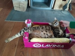 Моя отвоевала себе место перед камином.