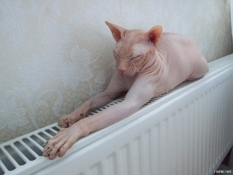 Может ли кот пригореть на батарее