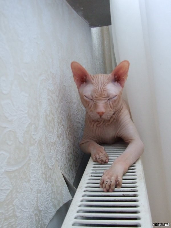 Может ли кот пригореть на батарее