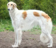 Непохоже на русскую...