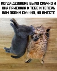 коты лучше. любите котов