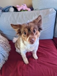 дамой приходишь,  это чудо тебя лапками колотит , и прыгает :)