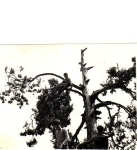 Тоже дерево, обгоревшее после удара молнии. Мы туда отдыхать ездили...