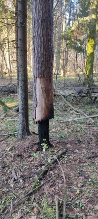 Вот, по осени в лесу увидела очередную жертву молнии.