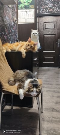 Никогда не жалел о том что со мной живут три тёплых,меховых кота.Иногда на работе завал,нервы потрепают,новости посмотришь что в мире и стране происходит,ппц.А домой вернёшься,а там три позитива и сразу на душе тепло,сядут рядом,урчат.И так хорошо становиться что все эти нервы,страны,миры идут на хер,со своим негативом.