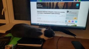Приятно, когда кто-то любит тебя, трётся у ног, просится на руки и постоянно пытается быть рядом.