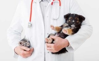 17 фото, которые показывают, что быть ветеринаром —  довольно весёлое занятие