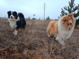 Жизнь без собаки возможна, но бессмысленна.
(С) не помню чьё. А собаки мои