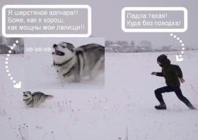 25+ собак, наслаждающихся играми на снегу
