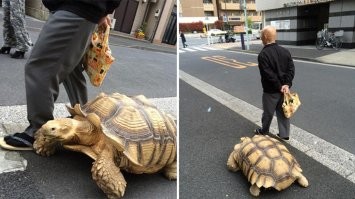 Выгуливает черепаху в Фокусиме.....
До одних известных событий это была собака.....:lol!: