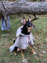 А это мой красавчик, грибник, охранник Отпуск проводили в деревне. Русский той-терьер по кличке Джек, 8 лет. Якутия, Кобяйский район, с. Тыайа