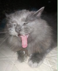 7-ми килограммовый сотона)))