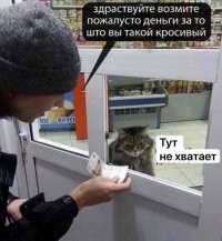 Первый рабочий день кота