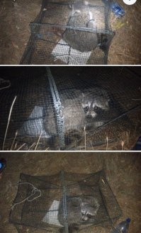 А потом в кутузку. :)