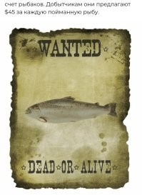 В Норвегии производитель морепродуктов потерял около 27 тыс. особей лосося