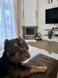 У меня умер мой бультерьер 2 года назад и я очень грустил, а 1,5 года назад жена принесла вот такого толстяка и дом снова ожил