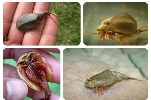 Экосистема обычной лужи во дворе. Целый мир, о котором мы не подозревали