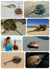 Экосистема обычной лужи во дворе. Целый мир, о котором мы не подозревали