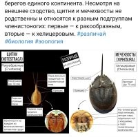 Экосистема обычной лужи во дворе. Целый мир, о котором мы не подозревали