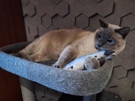 20 котеек с мечтательным выражением моськи