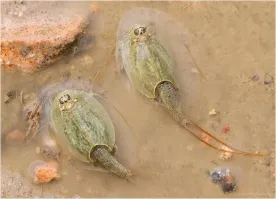 Чет в инете не нашел фото.  А не в фильме :Враг мой: эта хрен ь была похожая.   Вот перед глазами помню в каком то фильме в песок зарывалась или типа того,только покруглее была