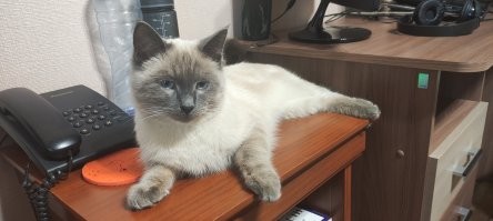 Ничего не хочу.
У меня всё есть!