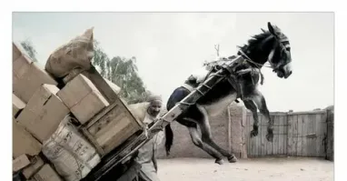 То есть вот так можно и всякие зоозащитники молчат! 
А модельную стрижку и окраску - запрещаем?