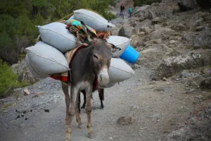 То есть вот так можно и всякие зоозащитники молчат! 
А модельную стрижку и окраску - запрещаем?
