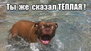 25 собак, которых приводят в ужас обычные безобидные вещи и явления