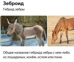 В зоопарке "создали" зебр из ослов, пытаясь привлечь людей