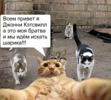 Кот, преследуемый собачьей сворой, запечатлел своё бегство