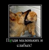 Кот, преследуемый собачьей сворой, запечатлел своё бегство