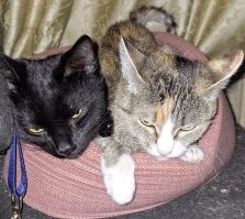 поссорились...