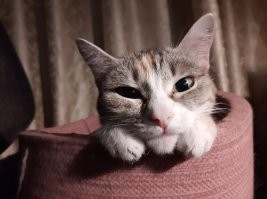 20 котеек с мечтательным выражением моськи