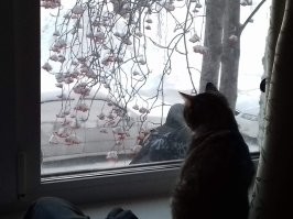 к охотнице: