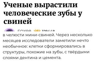 Ученые вырастили человеческие зубы у свиней