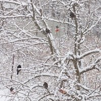 Во первых. Об обильном снегопаде было известно за неделю(!) до события. Во вторых. Дорогу не чистили от слова "вообще". Это отлично видно на фото. Наша зима такая что шипованная резина на наших дорогах только будет уродовать асфальт. Именно поэтому почти по всей Европе шипованная резина под запретом. И подавляющее большинство автомобилистов просто меняют резину на зимнюю. Этого вполне достаточно. Только если дорога нормальная. Не идеальная, а нормальная. И вот тут как раз она НЕ нормальная. Хорошо бы все эти пострадавшие водители подали в суд на дорожников и взгрели их миллионов на несколько. Но это мечты конечно... А дорога реально капец полный. Попыток очистки даже нет. Лично видела в субботу около обеда на весьма оживлённом участке неподалёку от моего дома. Машины с трудом проезжают по сугробам. Дороги нет. Направление. А если бы убирали с начала снегопада, то такого пи..ца не было бы. Вот как  было часа в три на моей улице. Мы разгребались сами, а дорогу никто и не думал.
