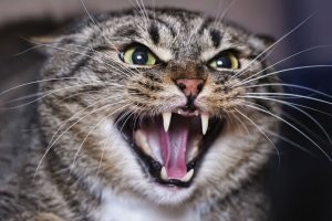 «Ублюдок, мать твою, а ну, иди сюда, говно собачье, а? Что, сдуру решил ко мне лезть? Ты, засранец вонючий, мать твою, а? Ну, иди сюда, попробуй меня трахнуть – я тебя сам трахну, ублюдок, онанист чертов, будь ты проклят! Иди, идиот, трахать тебя и всю твою семью! Говно собачье, жлоб вонючий, дерьмо, сука, падла!