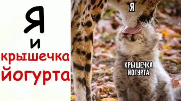 Кот попробовал молочную пенку