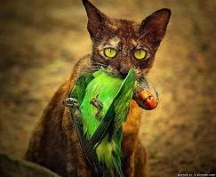 Попугаю нравится дергать кота за усы