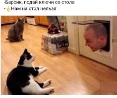 Почему собака спит в кровати? Является ли это неуважением хозяина и попыткой доминации?