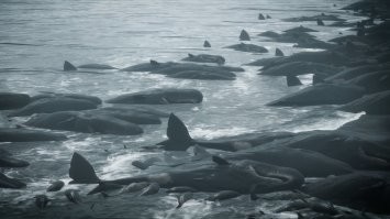 А это кадр из игры Death Stranding. Кодзима - гений! Все предсказал!