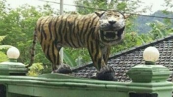 Тигр вспоминается.